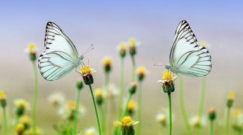 Umweltschutz gehört nicht in grüne Hände